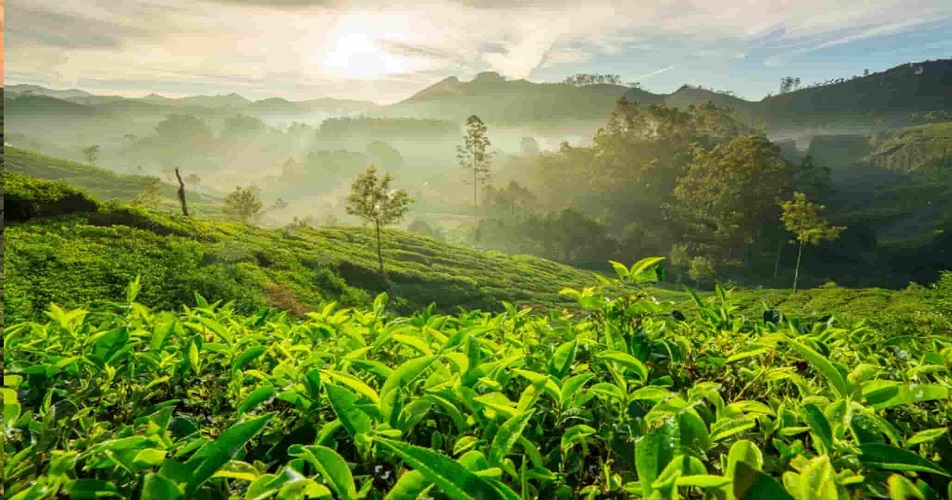 what is the indian legend regarding the discovery of tea